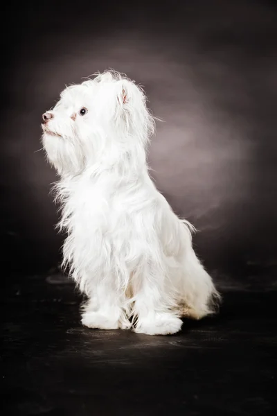 Pies młody biały demograficznego. — Zdjęcie stockowe