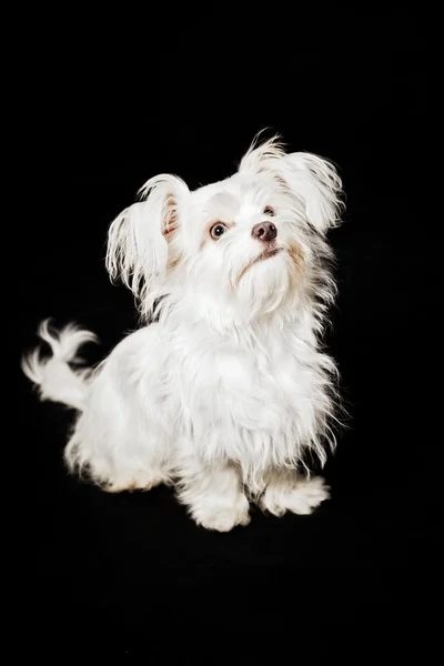 若い白ブーマー犬. — ストック写真