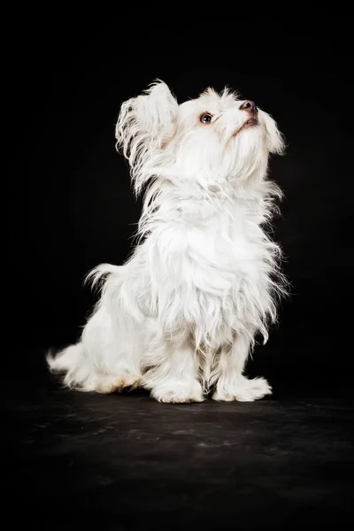 Молодий білий бумер собака . — стокове фото