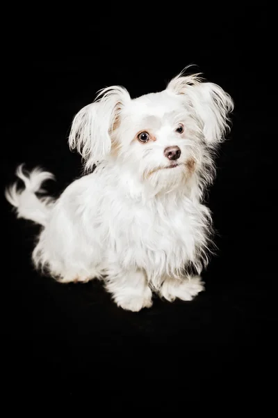 Jovem cão boomer branco . — Fotografia de Stock