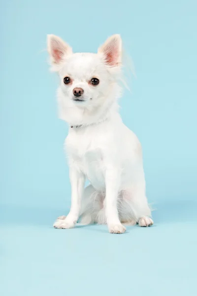Chihuahua blanc chien — Photo