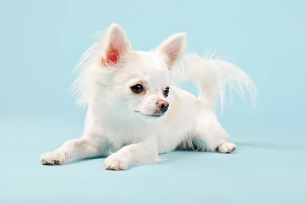 Собака білий чихуахуа — стокове фото