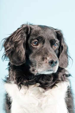 Stüdyo portre stabyhoun ya Frizce işaret eden köpek.