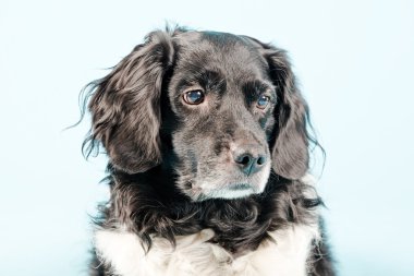 Stüdyo portre stabyhoun ya Frizce işaret eden köpek.