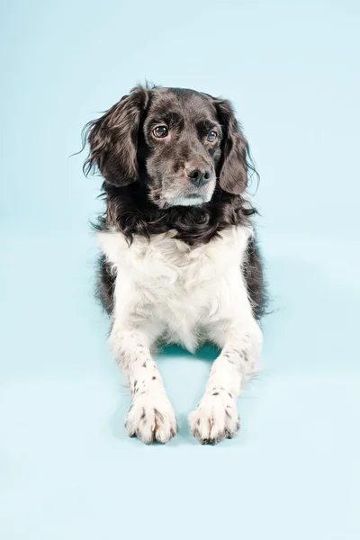 Retrato de estudio de Stabyhoun o Frisian Pointing Dog . —  Fotos de Stock