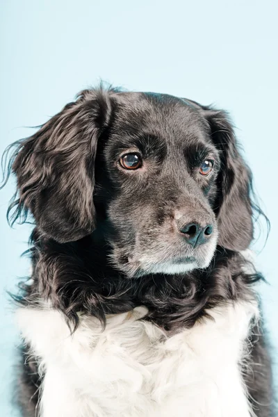 Stüdyo portre stabyhoun ya Frizce işaret eden köpek. — Stok fotoğraf