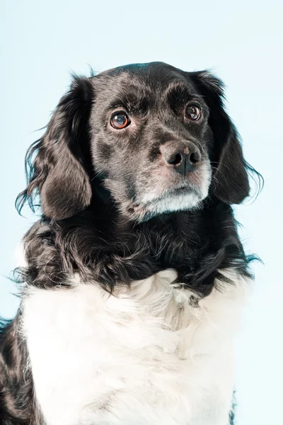 Studio portrait of Stabyhoun or Frisian Pointing Dog. — Stock Photo, Image