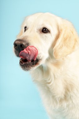 Golden retriever köpeği.