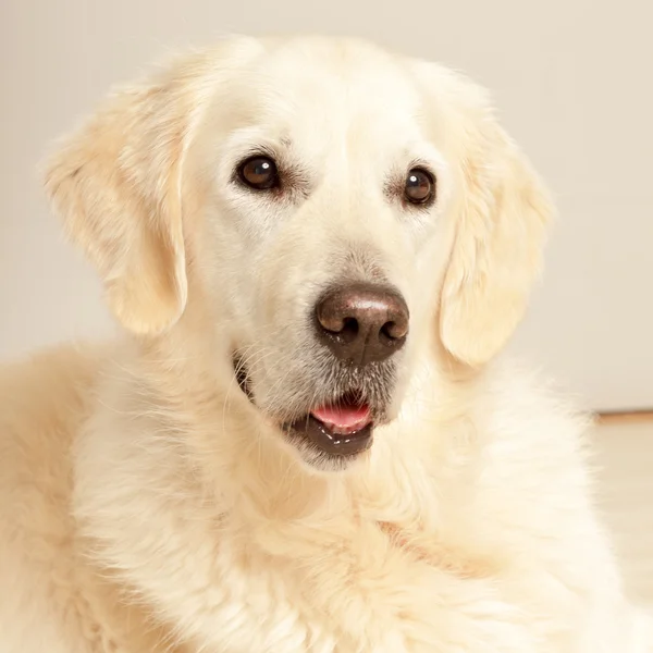 Stock image Golden retriever dog.