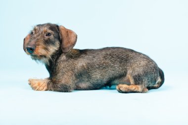 izole dachshund.