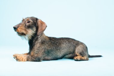 izole dachshund.