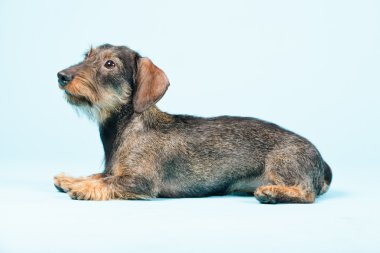 izole dachshund.