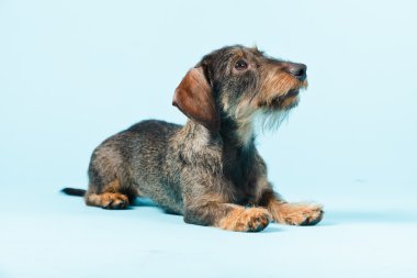 küçük dachshund izole.