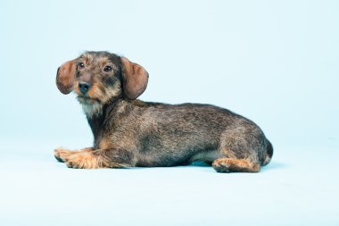 küçük dachshund izole.