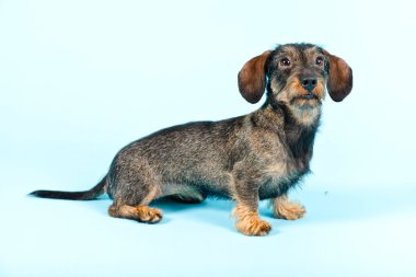 küçük dachshund izole.