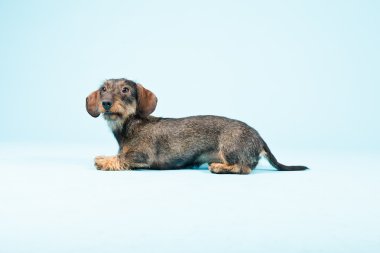 küçük dachshund izole.