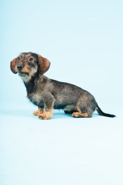 küçük dachshund izole.