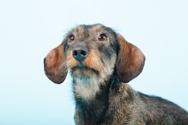 küçük dachshund izole.