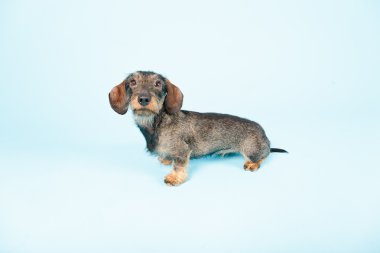 küçük dachshund izole.