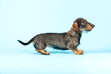 küçük dachshund stüdyo portre.