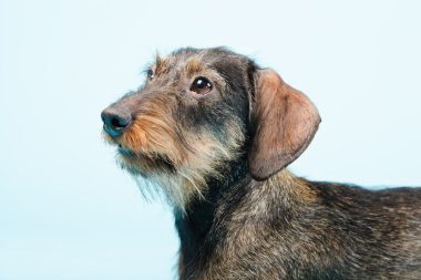 küçük dachshund stüdyo portre.