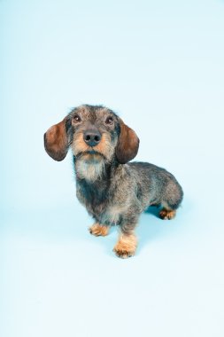 küçük dachshund stüdyo portre.