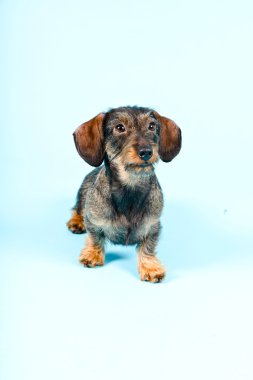 küçük dachshund stüdyo portre.