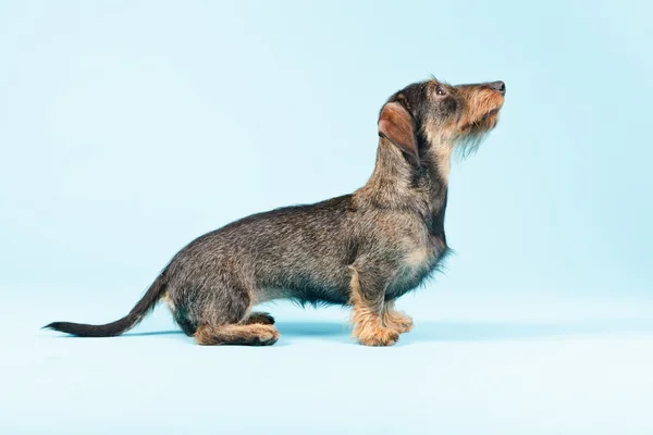 Είδος γερμανικού κυνηγετικού σκύλου απομονωθεί. — Φωτογραφία Αρχείου