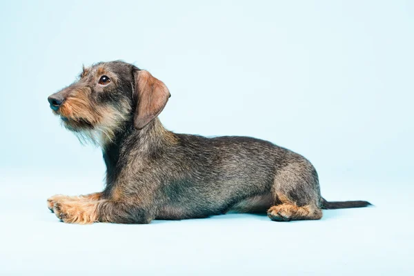 stock image Dachshund isolated.