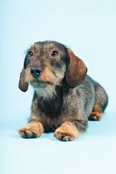 stock image Little Dachshund Isolated.