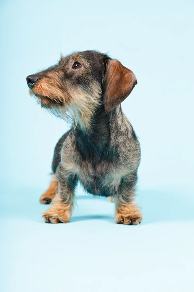 Μικρό είδος γερμανικού κυνηγετικού σκύλου απομονωθεί. — Φωτογραφία Αρχείου