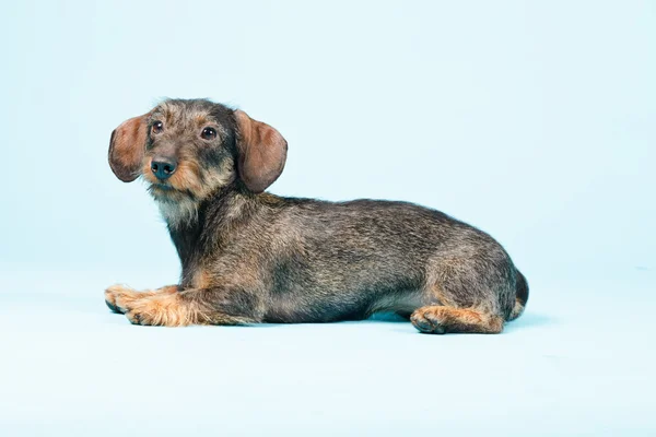 stock image Little Dachshund Isolated.