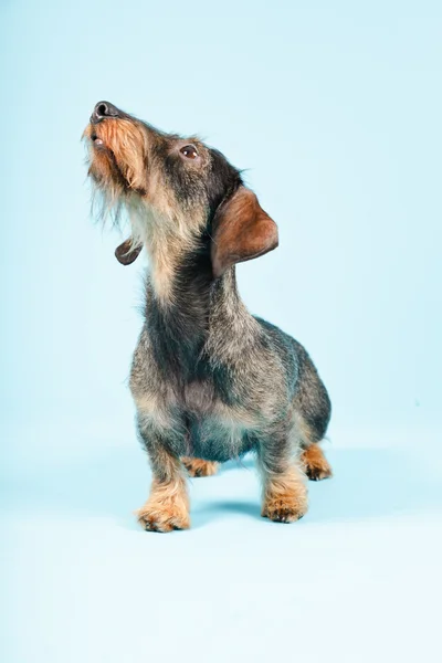 Μικρό είδος γερμανικού κυνηγετικού σκύλου απομονωθεί. — Φωτογραφία Αρχείου