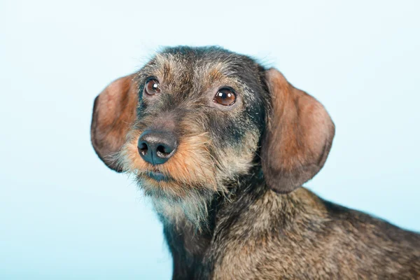 Μικρό πορτρέτο στούντιο είδος γερμανικού κυνηγετικού σκύλου. — Φωτογραφία Αρχείου