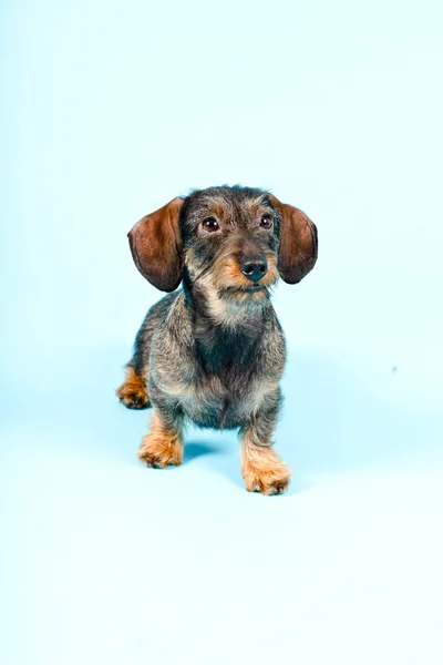 Μικρό πορτρέτο στούντιο είδος γερμανικού κυνηγετικού σκύλου. — Φωτογραφία Αρχείου