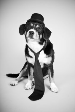 entlebucher dağ köpek