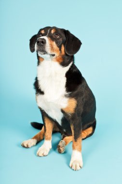 entlebucher dağ köpek