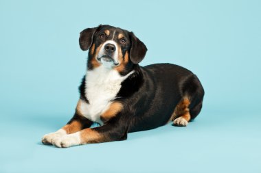 entlebucher dağ köpek