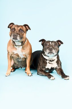 twee oude staffordshire terrier-honden.