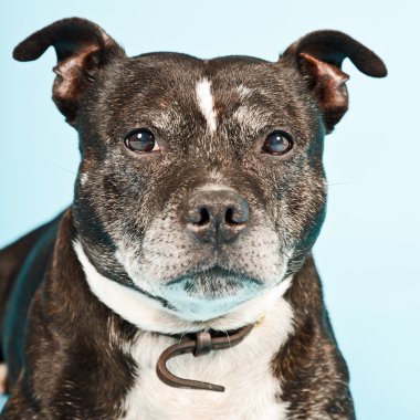 siyah yaşlı staffordshire terrier köpek.