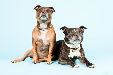 twee oude staffordshire terrier-honden.
