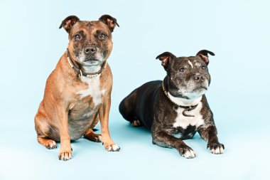 twee oude staffordshire terrier-honden.