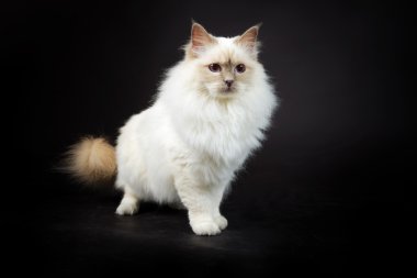 Birman kedisi