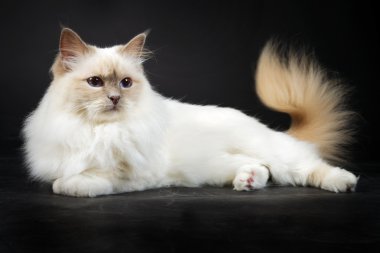 Birman kedisi