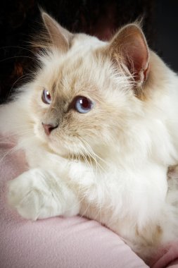 Birman kedisi