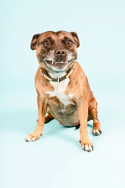 Kahverengi eski staffordshire terrier köpek gülümsüyor. — Stok fotoğraf