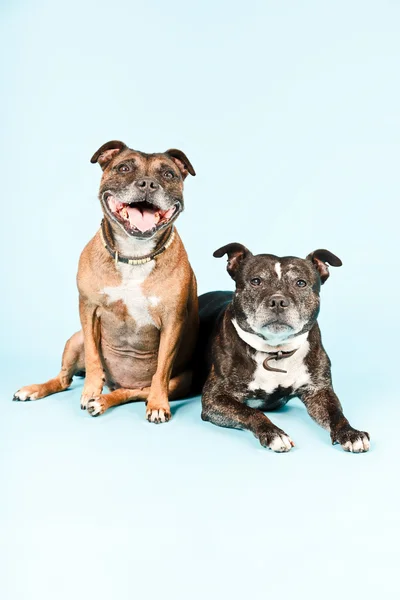 Two old staffordshire terrier dogs. — Stock Photo, Image