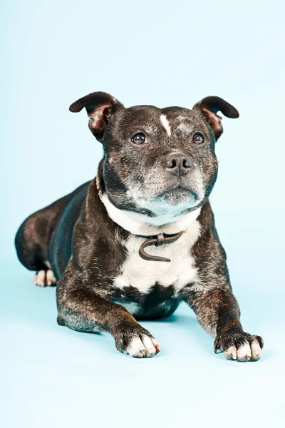 Schwarzer alter Staffordshire Terrier Hund. — Stockfoto
