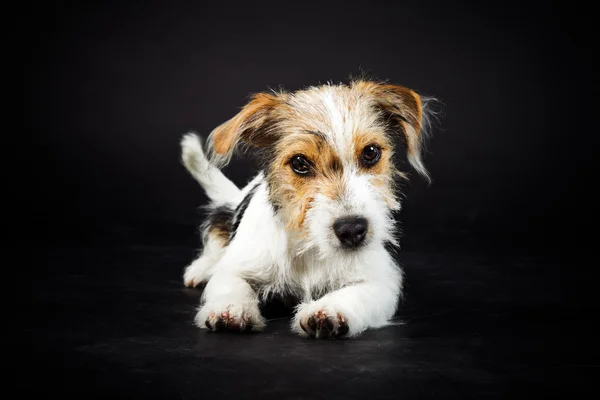 Jack Russell köpek yavrusu. — Stok fotoğraf