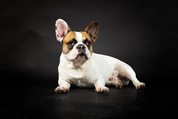 Bulldog francese . — Foto Stock